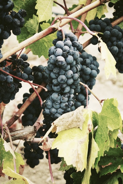 成熟的葡萄
